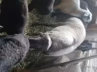 公羊, Rhon sheep — 照片 4