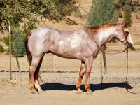 Koń, National Show Horse — zdjęcie 4