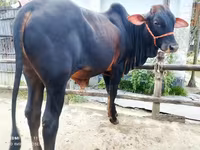 母牛, Cattle — 照片 3