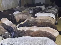 Ram, Sheep — photo 2