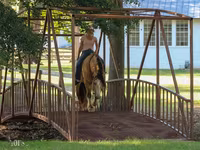 Horse (M), Gypsy horse — photo 4