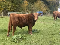 公牛, Aberdeen-Angus — 照片 3
