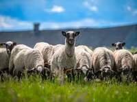 公羊, Romanov sheep — 照片 3
