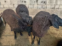 Baran, Rhon sheep — zdjęcie 4