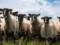 公羊, Romanov sheep — 照片 2