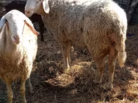 公羊, Assaf sheep — 照片 5