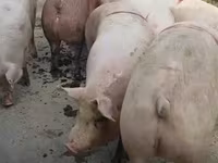 母猪, Pigs — 照片 2