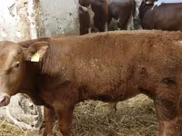 Byk, Simmental cattle — zdjęcie 3