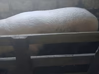 公猪, Pigs — 照片 2
