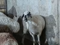 Sheep, Sheep — photo 4