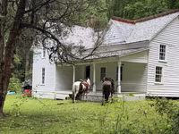 Horse (M), Appaloosa — photo 3
