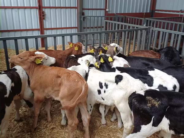 Bull, Cattle