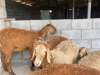 Sheep, Sheep — photo 2