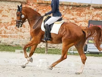 घोड़ा, Friesian sport horse — फ़ोटो 5