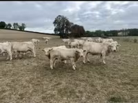 Bull, Charolais cattle — photo 3