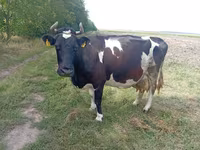 Krowa, Bydło — zdjęcie 2