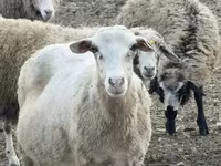 Schaf, Katum sheep — Foto 1