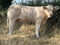 Bull, Cast cow — photo 4