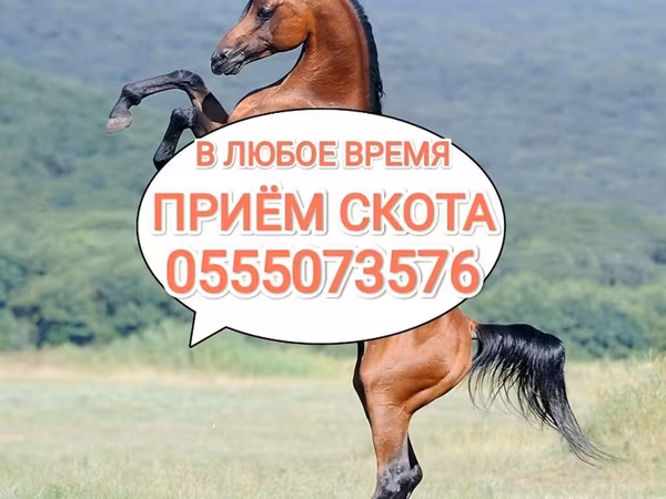Horses