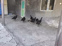 Chickens — zdjęcie 7