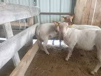 Sheep, Baerchuke sheep — photo 2