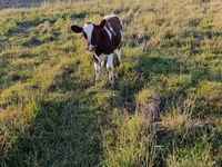 Krowa, Bydło — zdjęcie 2