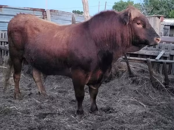 公牛, Limousin cow