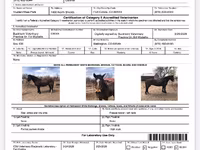 Horse (M), Mustang — photo 5