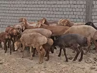 公羊, Arashan sheep — 照片 1