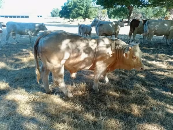 Bull, Charolais cattle — United Kingdom