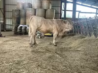 Bull, Charolais cattle — photo 4