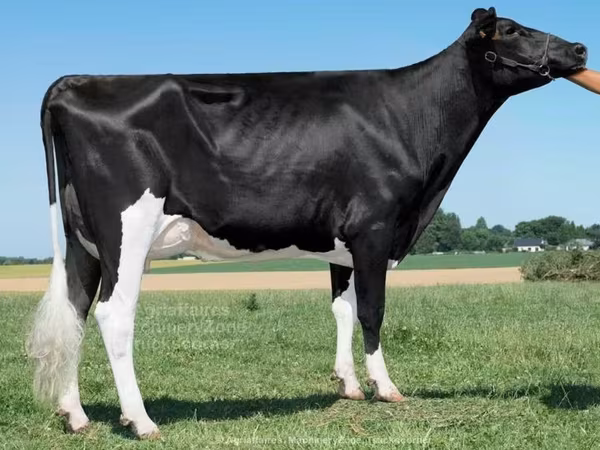 Cow, Holstein breed — United Kingdom