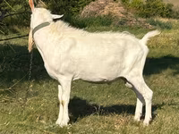 تيس, Saanen goat — الصورة 2