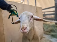 मेढ़ा, Lacaune sheep — फ़ोटो 2