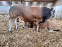 公牛, Partenaise cattle — 照片 8