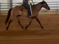 घोड़ी, Quarter Horse — फ़ोटो 3