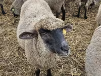 母羊, Blackheaded Persian sheep — 照片 2