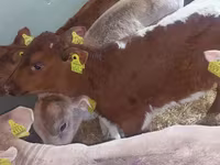ثور, Simmental cattle — الصورة 5