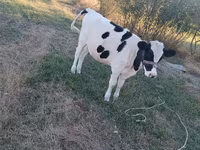 Cow, Holstein breed — photo 2