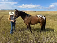 Caballo, Horses of Sable Island — foto 5
