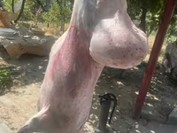公羊, Rhon sheep — 照片 4