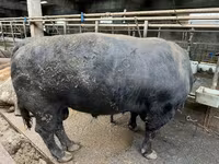 Bull, Aberdeen-Angus — photo 2