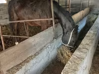 घोड़ी, Friesian sport horse — फ़ोटो 2