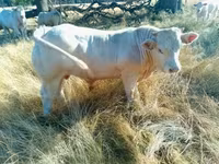 Bull, Charolais cattle — photo 2