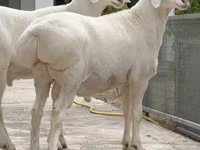 公羊, Rhon sheep — 照片 3