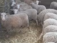 Sheep, Sheep — photo 1
