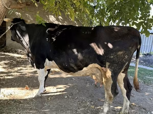 Cow, Holstein breed