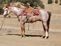 Koń, National Show Horse — zdjęcie 5