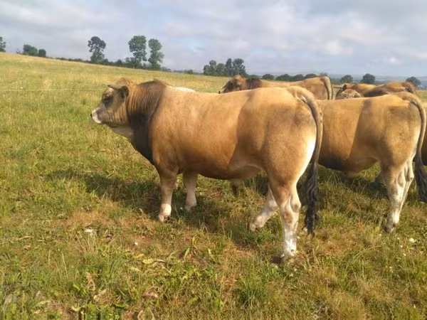 Bull, Aubrac cattle — United Kingdom