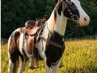 Horse (M), Appaloosa — photo 8
